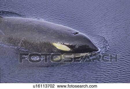 Stock Image - Surfacing Killer Whale (Orcinus Orca). McMurdo ice channel, Ross Sea, Antarctica. Fotosearch