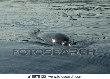 Stock Image - Surfacing sequence of a Minke whale (Balaenoptera acutorostrata) which is following the research vessel. Such friendly whales are most often curious juveniles which love to take a break from their main activity, feeding. St. Lawrence estuary, Canada Seque. Fotosearch