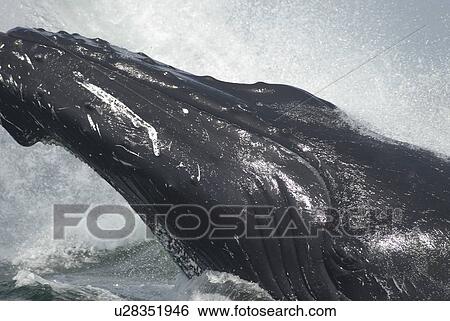 Stock Photograph - The Humpback whale (Megaptera novaeangliae) named Tic-Tac-Toe leaps out of the water right beside the research boat taking a close look at the photographer. St. Lawrence estuary, Canada. Fotosearch