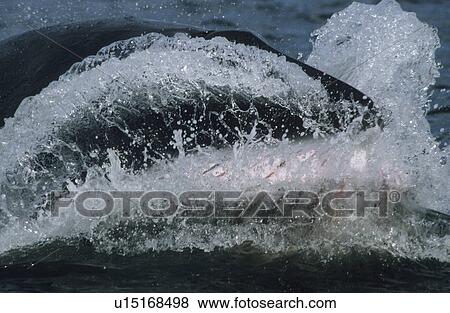 Stock Photo - The purging water almost reaches the photographers camera. Close-up of an oblique lunge of a surface feeding Minke whale (Balaenoptera acutorostrata). St. Lawrence estuary, Canada. Fotosearch