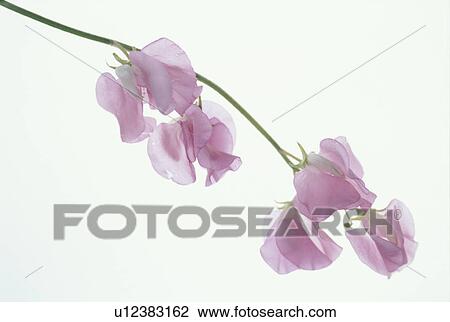 Stock Image - A Pink Sweet Pea. Fotosearch