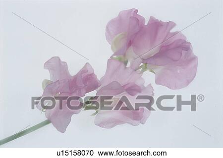 Stock Image - A Pink Sweet Pea. Fotosearch