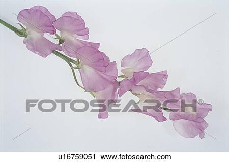 Stock Image - A Pink Sweet Pea. Fotosearch
