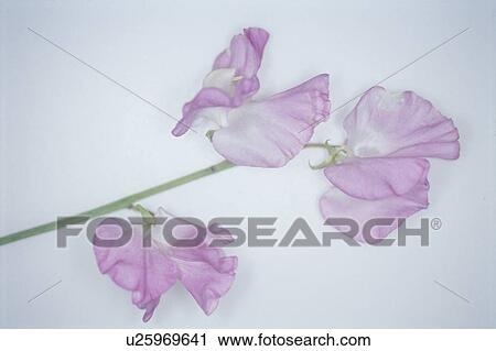 A Pink Sweet Pea View Large Photo Image Stock Image - A Pink Sweet Pea. Fotosearch