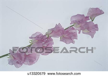 Stock Photo - A Pink Sweet Pea. Fotosearch