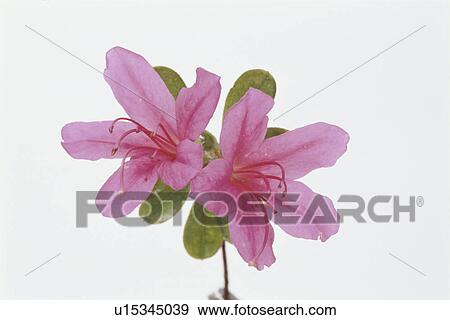 Azalea View Large Photo Image Stock Photo - Azalea. Fotosearch