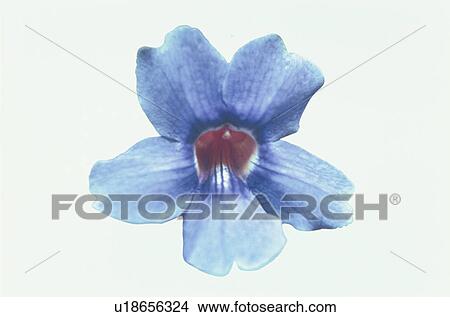Blue Flower View Large Photo Image Picture - Blue Flower. Fotosearch