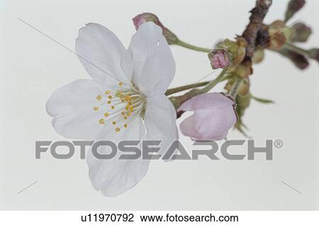 Stock Image - Cherry Tree. Fotosearch