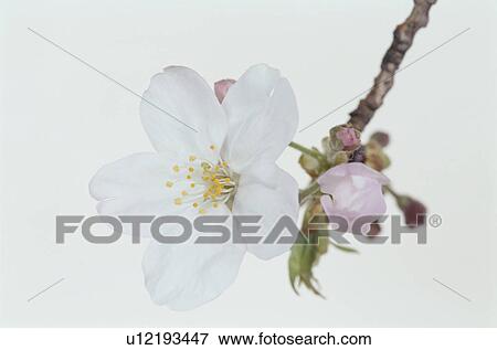Stock Photo - Cherry Tree. Fotosearch