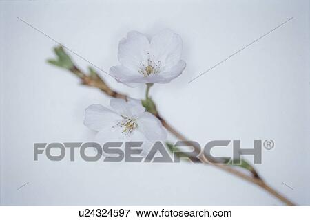 Stock Photo - Cherry Tree. Fotosearch