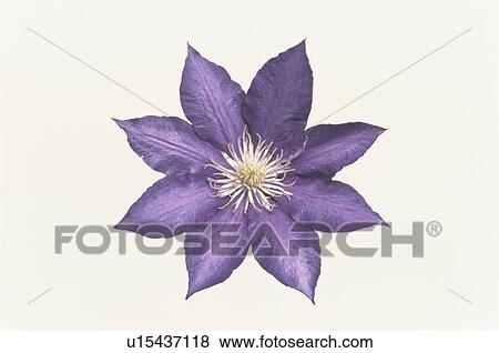 Stock Photo - Clematis. Fotosearch