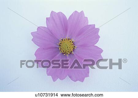 Picture - Cosmos. Fotosearch