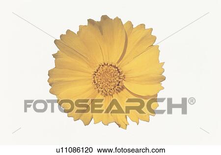 Stock Image - Cosmos. Fotosearch