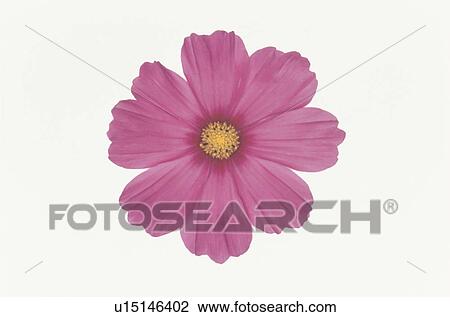 Stock Image - Cosmos. Fotosearch