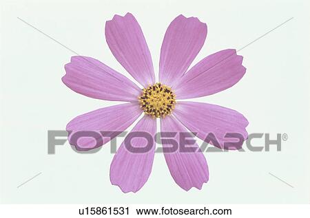 Stock Image - Cosmos. Fotosearch