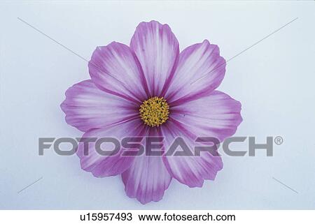 Stock Image - Cosmos. Fotosearch