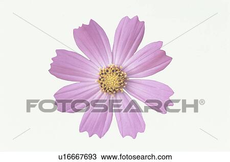 Cosmos View Large Photo Image Stock Image - Cosmos. Fotosearch