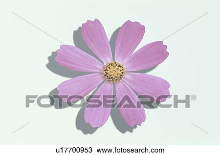 Cosmos View Large Photo Image Stock Image - Cosmos. Fotosearch