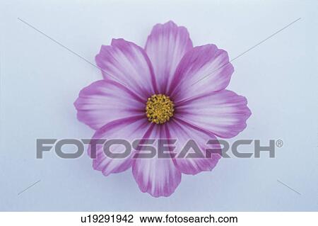 Cosmos View Large Photo Image Stock Image - Cosmos. Fotosearch