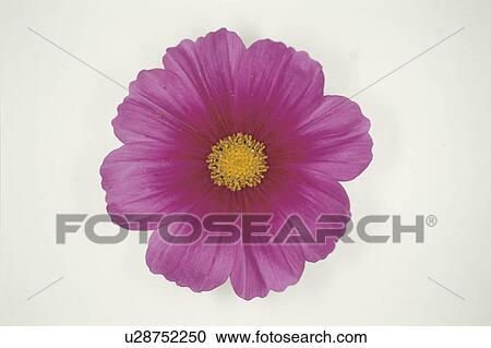 Cosmos View Large Photo Image Stock Image - Cosmos. Fotosearch