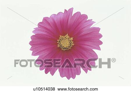 Stock Photo - Cosmos. Fotosearch