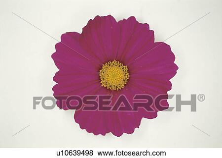 Cosmos View Large Photo Image Stock Photo - Cosmos. Fotosearch