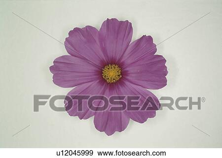 Cosmos View Large Photo Image Stock Photo - Cosmos. Fotosearch