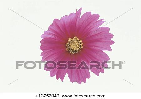 Stock Photo - Cosmos. Fotosearch