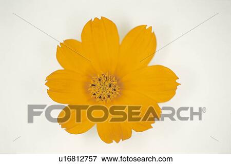 Stock Photo - Cosmos. Fotosearch