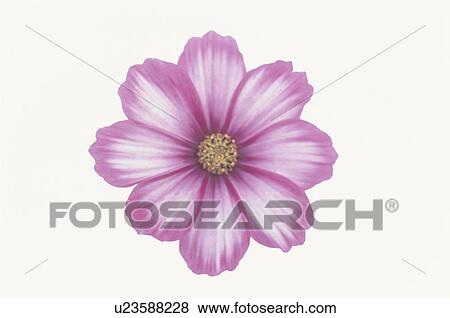 Cosmos View Large Photo Image Stock Photo - Cosmos. Fotosearch