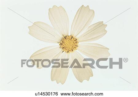 Cosmos View Large Photo Image Stock Photograph - Cosmos. Fotosearch