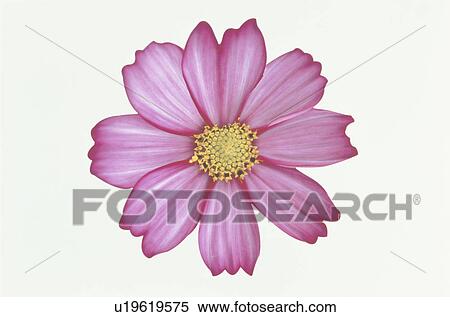 Cosmos View Large Photo Image Stock Photography - Cosmos. Fotosearch