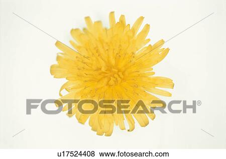 Dandelion View Large Photo Image Stock Photo - Dandelion. Fotosearch