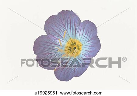 Stock Image - Evening Primrose. Fotosearch