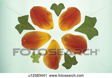 Five Petals Of A Tulip View Large Photo Image Stock Image - Five Petals Of A Tulip. Fotosearch
