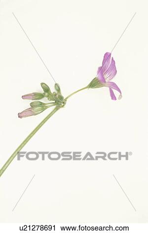 Flower And A Bud View Large Photo Image Stock Image - Flower And A Bud. Fotosearch