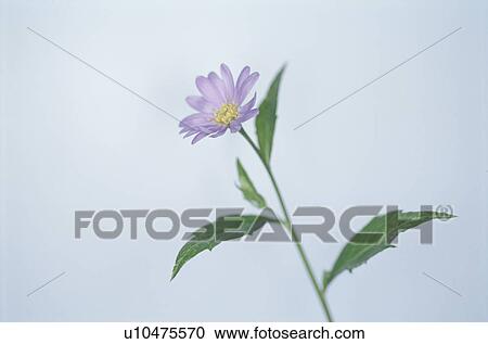Stock Image - Flower. Fotosearch