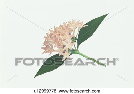 Stock Photo - Flower. Fotosearch
