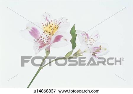 Stock Photo - Flower. Fotosearch