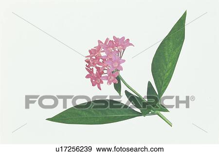 Stock Photo - Flower. Fotosearch