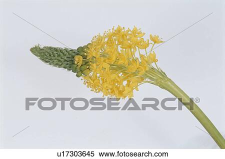 Flower View Large Photo Image Stock Photography - Flower. Fotosearch