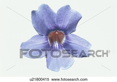 Stock Photography - Flower. Fotosearch