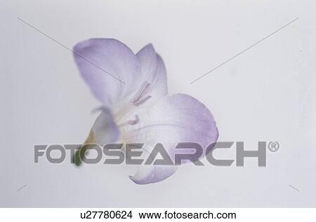 Picture - Freesia. Fotosearch