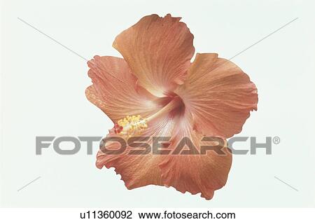 Stock Image - Hibiscus. Fotosearch