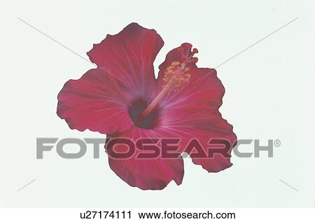 Stock Image - Hibiscus. Fotosearch