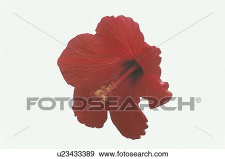 Stock Photo - Hibiscus. Fotosearch