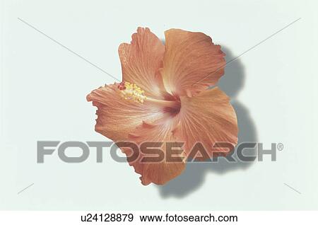 Stock Photo - Hibiscus. Fotosearch