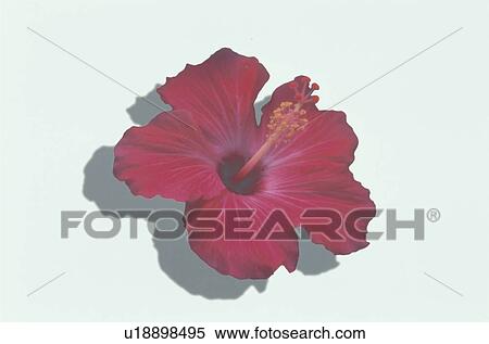 Stock Photography - Hibiscus. Fotosearch