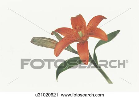 Lily View Large Photo Image Stock Image - Lily. Fotosearch