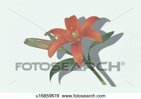 Stock Photo - Lily. Fotosearch